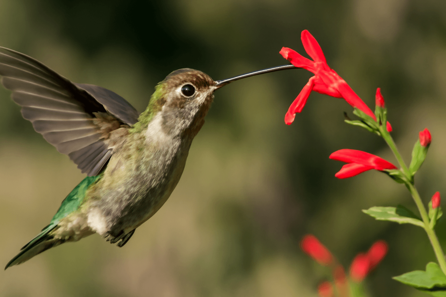 Curiosidades sobre el colibrí: el ave más rápida del mundo